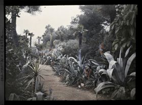 Image représentant Allée bordée d'agaves, d'aloès et de yuccas, vue en direction de Monaco