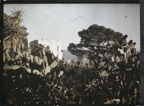 Image représentant les plantes grasses