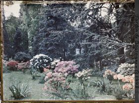 Image représentant Azalées sur la pelouse près de la forêt bleue