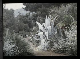 Image représentant Allée proche de la villa Miramar, bordée de buissons et plantes exotiques, vue vers Monte-Carlo