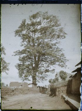 Image représentant Dans le village indigène, un Iroko (ou milicia exclesa) sacré ou arbre fétiche