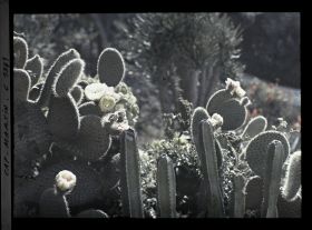 Image représentant Plantes grasses