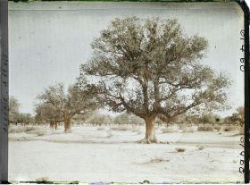 Image représentant Pistachiers térébinthes dans la daya