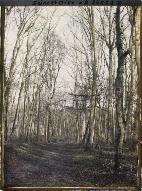 Image représentant Parc de Saint-Cloud, état de la végétation