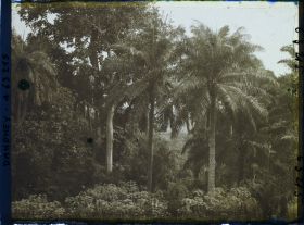 Image représentant Palmiers à huile et culture de manioc