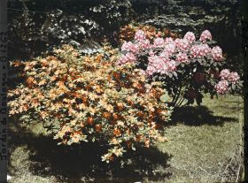 Image représentant Azalées et rhododendrons