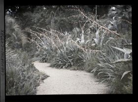 Image représentant Allée bordée de beschornérias, agaves, palmiers et autres végétaux, vue en direction de l'est, vue prise à 14 h