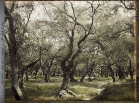 Image représentant Forêt d'oliviers
