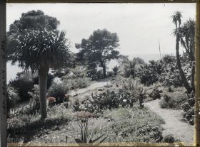 Image représentant Le Jardin Palmiers et figuiers