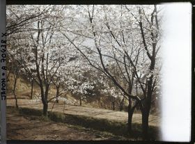 Image représentant Cerisiers en fleurs