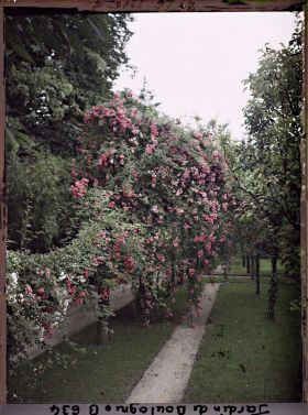 Image représentant Rosiers en fleurs et contre-allées à l'ouest du verger-roseraie, vus en direction de la forêt bleue
