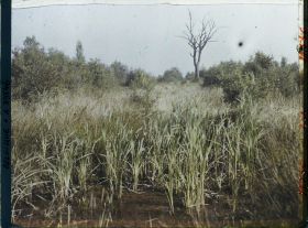 Image représentant Belgique, Font d'Houthulst, Un aspect de la forêt