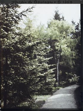 Image représentant La forêt dorée
