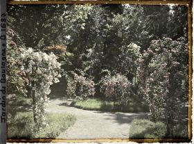 Image représentant Rosiers en fleurs situés à l'est du verger-roseraie, au bout d'une allée menant au jardin japonais