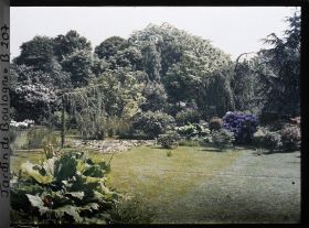 Image représentant Gunnera situé au sud des " étangs " du marais bordé d'arbustes et vu en direction du nord, nord-est