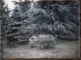 Image représentant Forêt bleue