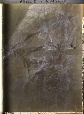 Image représentant Grotte de Niaux : les bisons