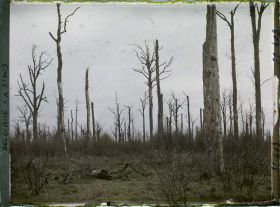 Image représentant Belgique, Forêt d' Houtuhlsd, Forêt d' Houtuhlsd; un aspect de la forêt