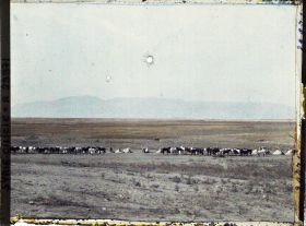 Image représentant Un troupeau de chevaux, au fond, le Jibal Al Amnos (Monts Amanus)