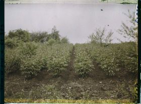 Image représentant France, Louveciennes, Culture de pivoines