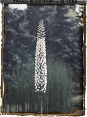 Image représentant Erémurus rose (gros plan)