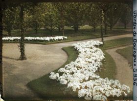 Image représentant Parterres de cinéraires ornant le rond-point proche de la dépendance, vus en direction du sud-est