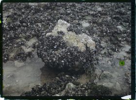 Image représentant Les moules sur un rocher