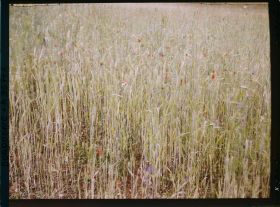 Image représentant France, Echantillonage de Cultures de blé durant la guerre : culture imparfaite et inégalité des tiges : coquelicots, un peu de vesces et "alouettes" ou "pieds d'alouettes".