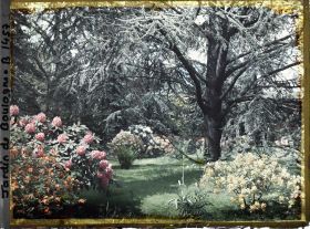 Image représentant Azalées dans la forêt bleue