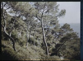 Image représentant Ponctuations d'éléments sculptés dans la pinède de la villa Cypris dominant la mer