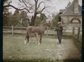 Image représentant Une jument et son poulain à la jumenterie du château de la Rivière