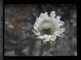 Image représentant Fleur de cactus blanche