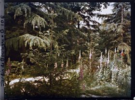 Image représentant La prairie en fleurs au coeur de la forêt dorée