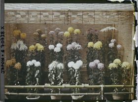 Image représentant Exposition de chrysanthèmes