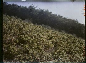 Image représentant France, Thiaucourt, Une vigne au Soleil levant