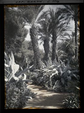 Image représentant le Jardin palmiers