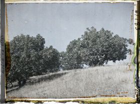 Image représentant Plantation de figuiers