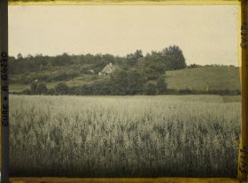 Image représentant Champ d'avoine