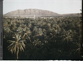 Image représentant Le soir, vue sur la palmeraie de Zenaga