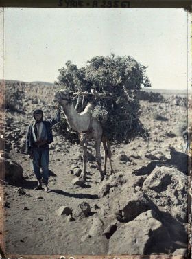 Image représentant Paysan guidant un chameau chargé de chêne vert