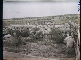 Image représentant Maurepas, Moutons au pacage