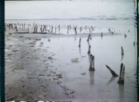 Image représentant Site palafittique préhistorique des Alpes, pieux en bois visibles lors de la baisse des eaux après la grande sécheresse de 1921