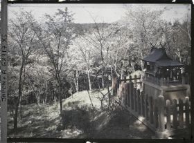 Image représentant Cerisiers en fleurs et petit sanctuaire shinto