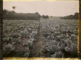 Image représentant Ile de France, Pontoise, Choux verts et Choux bleus