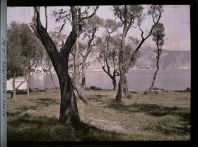 Image représentant Les oliviers et à l'arrière-plan à gauche la villa Kerylos