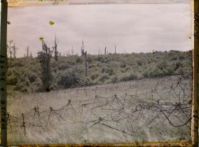 Image représentant France, Bois-Yuca, Réseaux à la lisière Nord du Bois Yuca