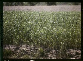 Image représentant France, Fontenay-Fleuri, Aspect des Cultures, Champ de Seigle (N° 1)