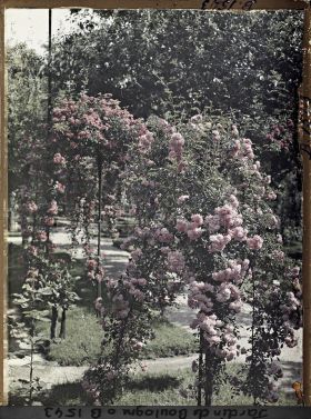 Image représentant Rosier en fleur au bord d'une allée menant à la forêt bleue, dans la partie est du verger-roseraie