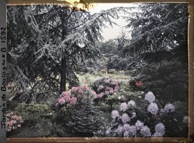 Image représentant La forêt bleue, à l'arrière-plan le marais