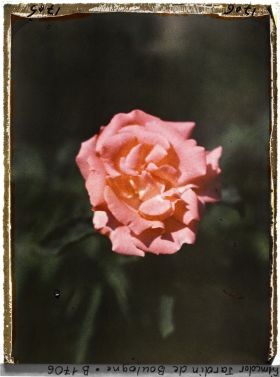 Image représentant Rose d'un rose orangé soutenu